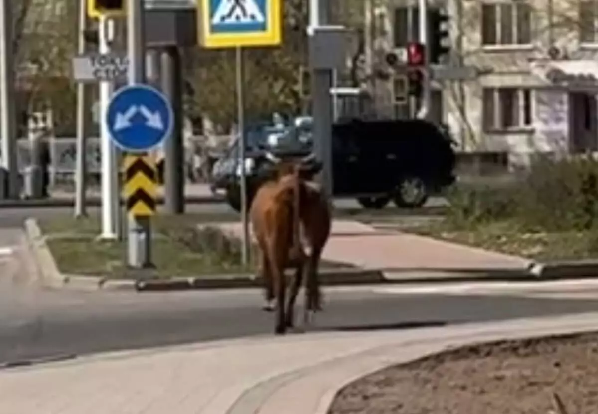 Законопослушная корова попала на камеры в Астане