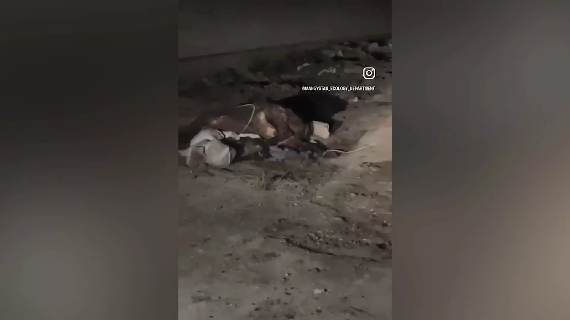 Тушка мертвой лошади переполошила сельчан в Мангистауской области