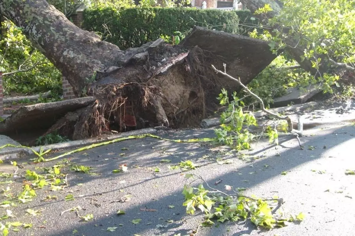 Огромное дерево рухнуло на машину с участковыми инспекторами в Алматы (ВИДЕО)