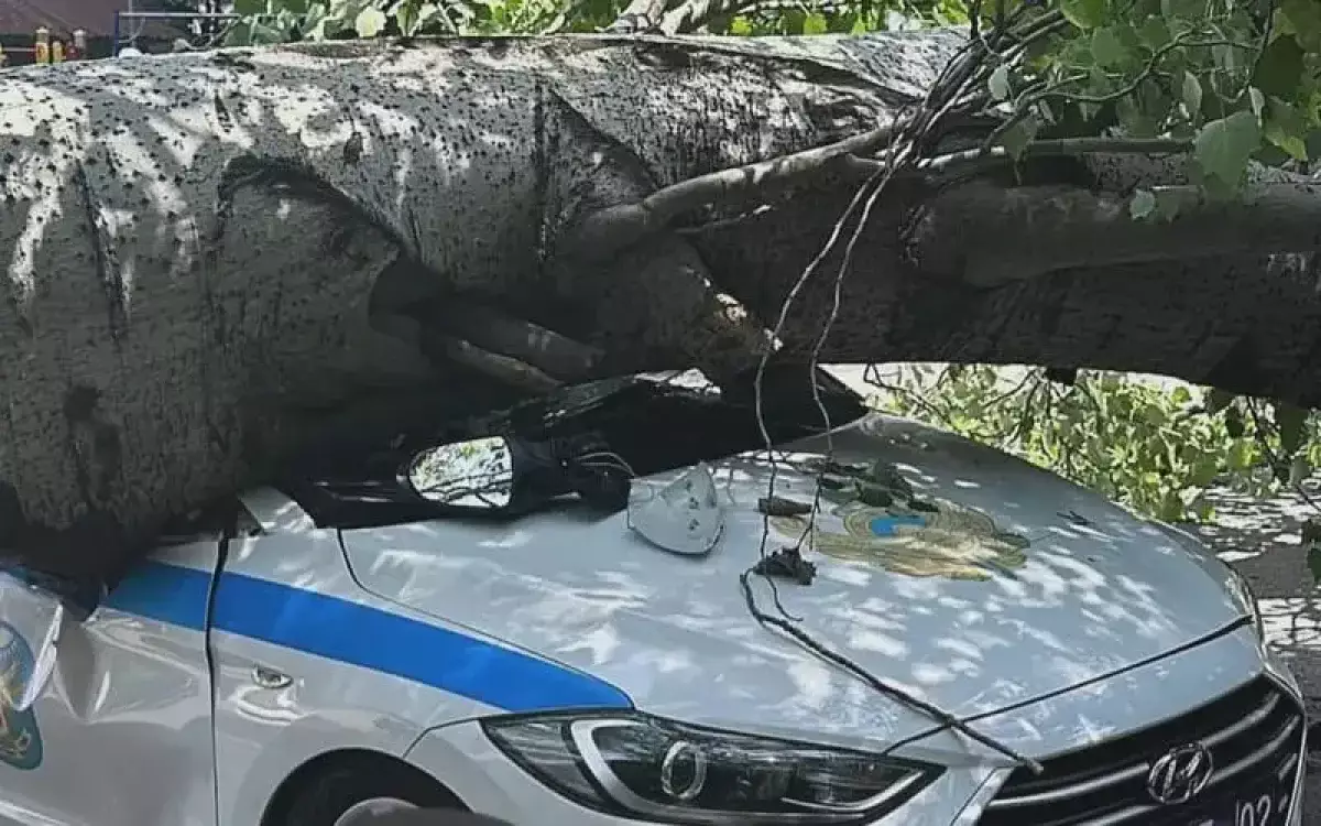 В Алматы дерево упало на патрульное авто с полицейскими внутри