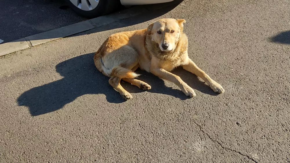 Депутат переехал собаку на глазах у людей в Акмолинской области - СМИ