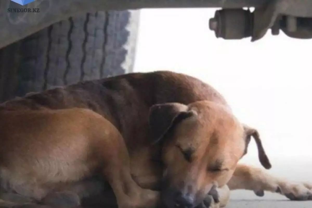 Депутат прилюдно насмерть переехал собаку в Акмолинской области