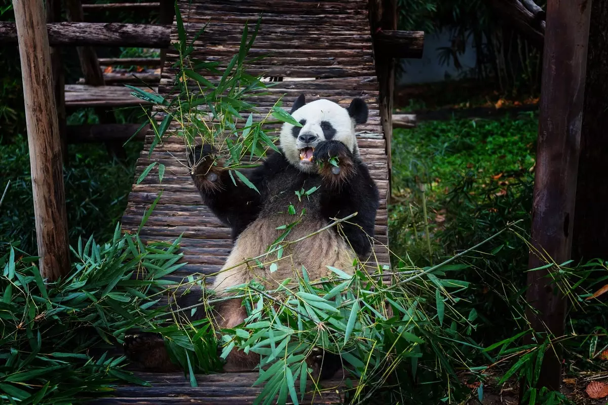 В китайском зоопарке покрасили щенков под панд