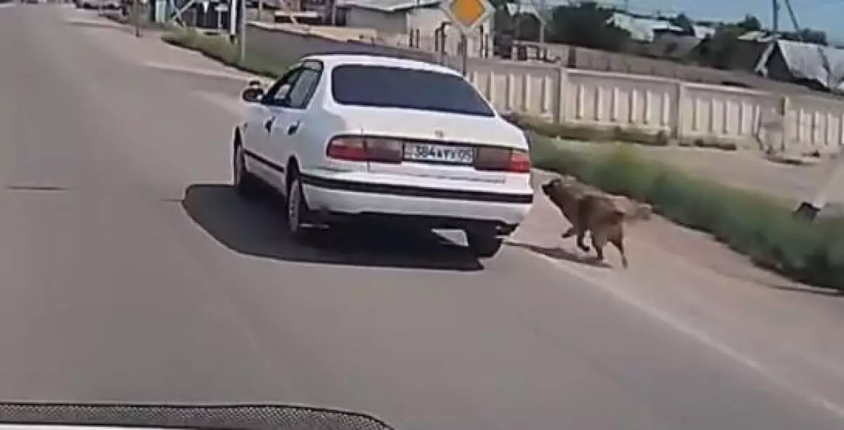Привязал собаку к автомобилю и гнал по дороге житель Конаева (ВИДЕО)