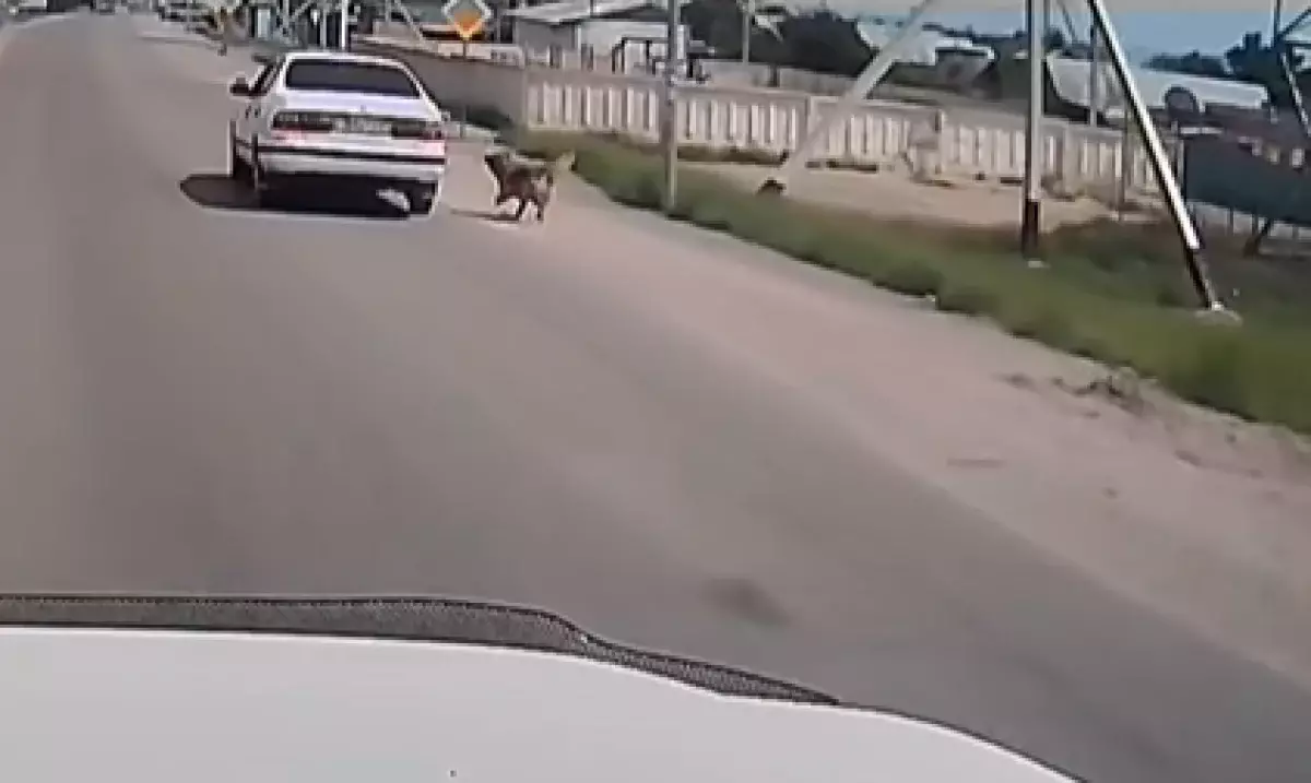 Житель Конаева привязал собаку к машине и протащил ее по асфальту