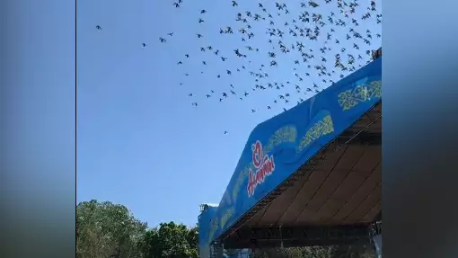 Танец птиц под песню День Победы засняли в Алматы