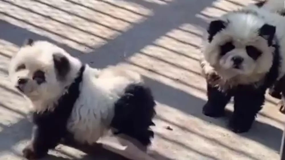 Тысячи людей приходят посмотреть на "собакопанд" в зоопарк в Китае