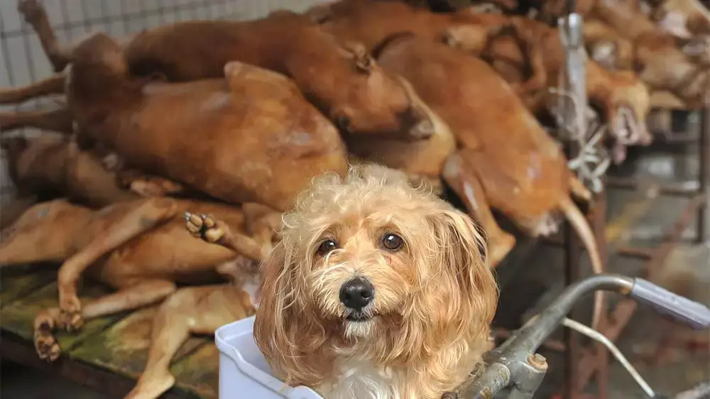 Костанайка обвинила корейские кафе в том, что они пускают уличных собак на еду