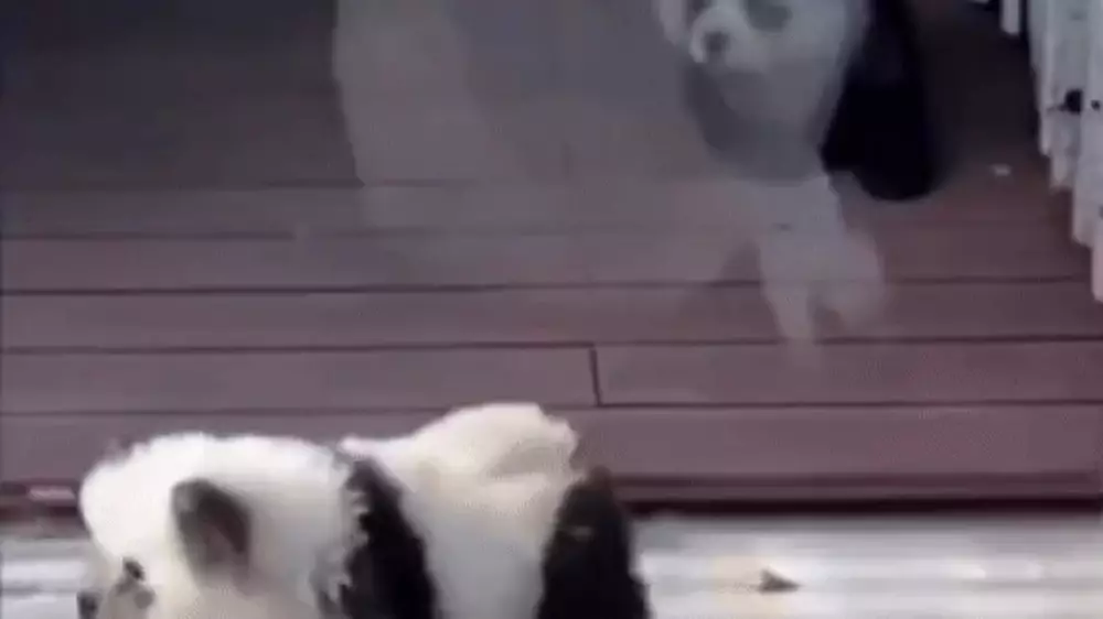 Собак за панд выдавали в зоопарке, чтобы привлечь посетителей