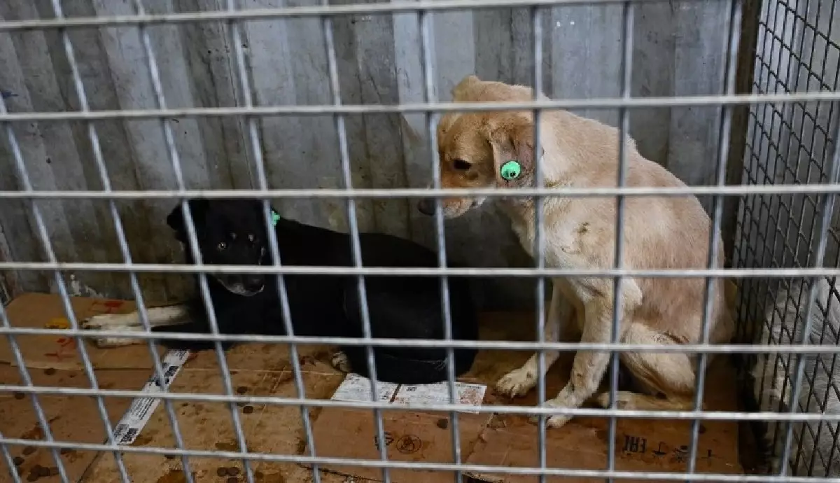 В Алматы стартует программа по бесплатной стерилизации и кастрации домашних животных