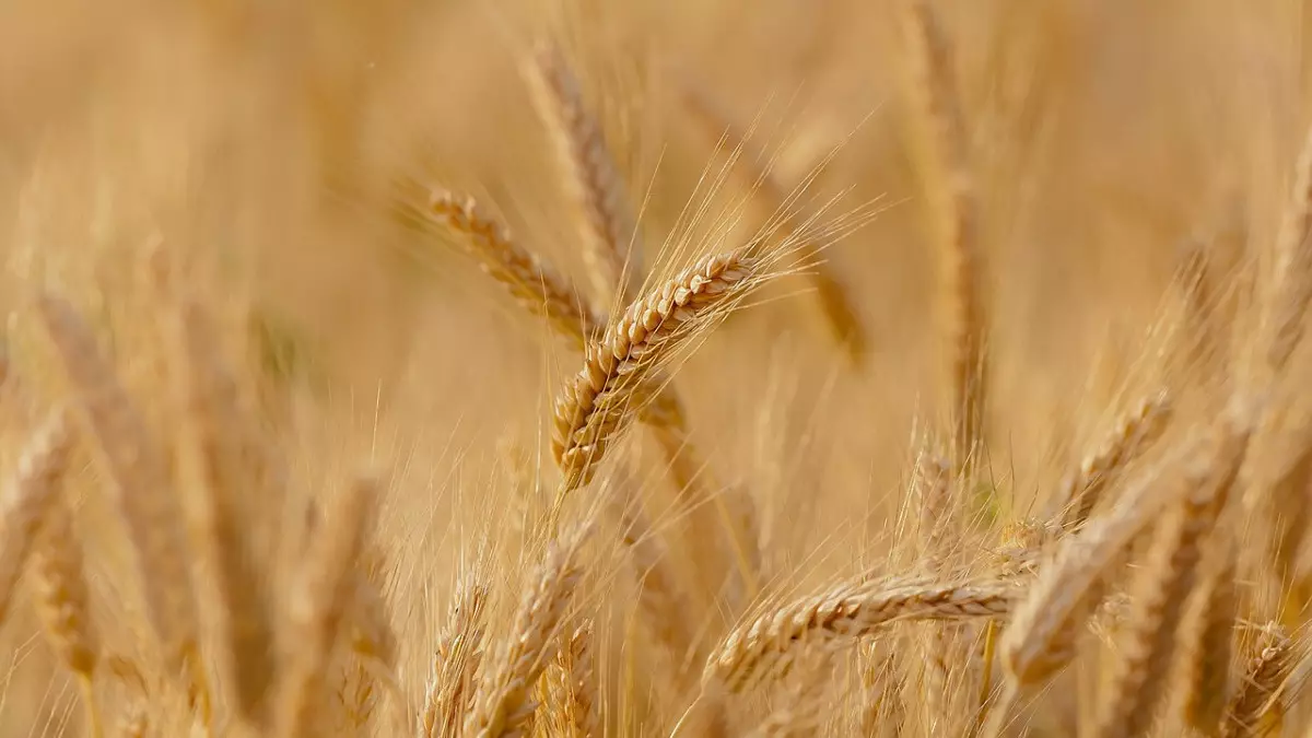 Казахстан сокращает посевы пшеницы, риса и хлопка