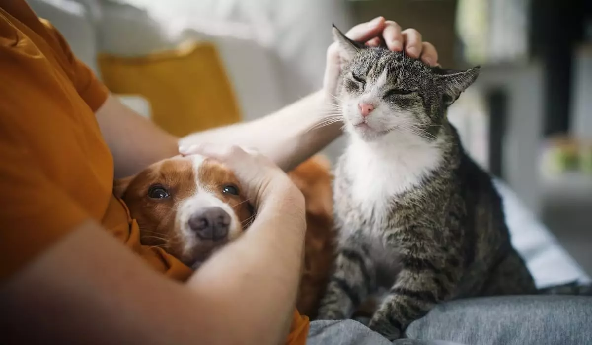 Жители Алматы смогут бесплатно стерилизовать кошек и собак