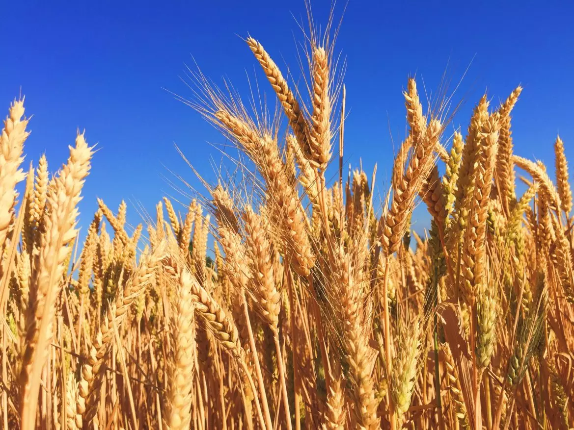 Американские эксперты прогнозируют хороший урожай пшеницы в Казахстане