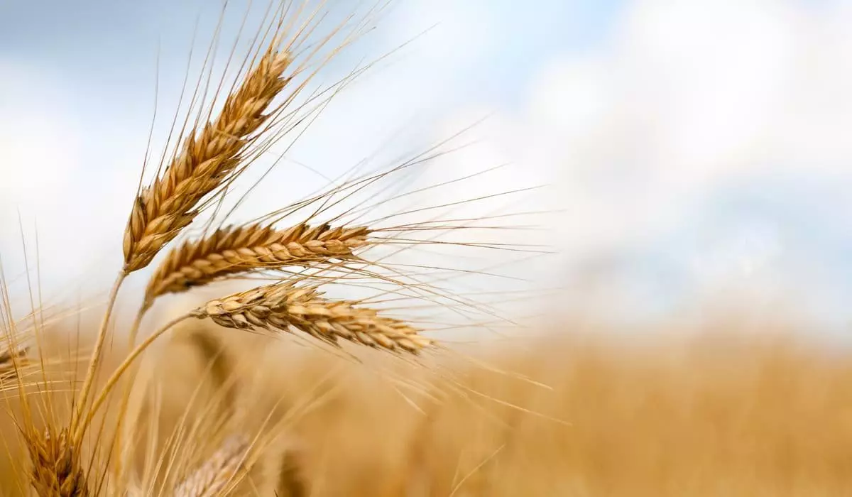 Посевы пшеницы, хлопчатника и риса сократят в Казахстане