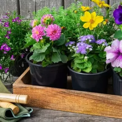 Украшаем сад: какие цветы можно посадить в мае