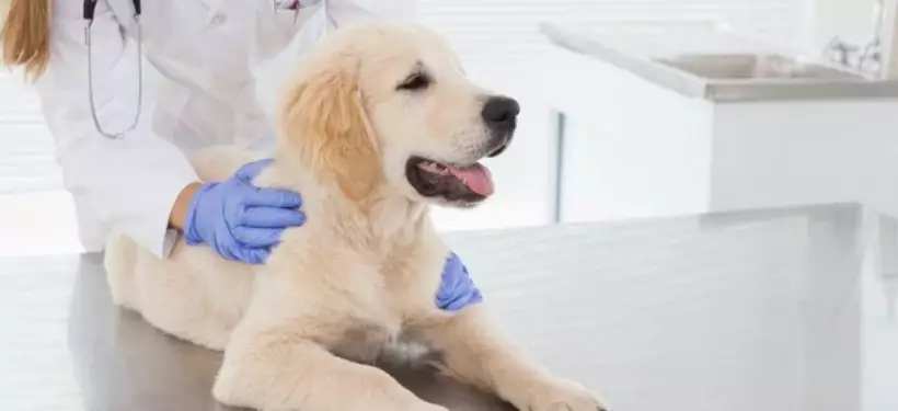 Алматинцы могут бесплатно стерилизовать домашних животных в нескольких клиниках