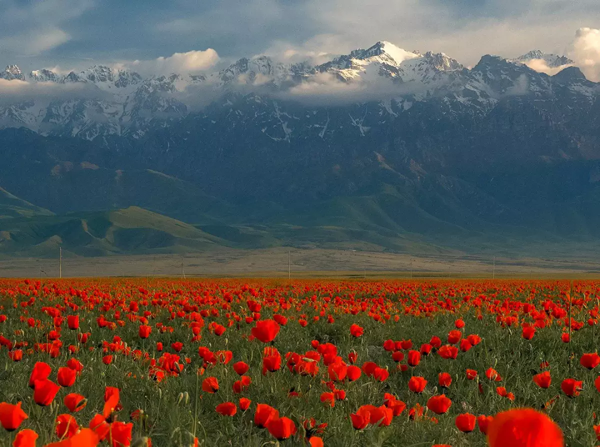 Красочное маковое поле попало в объектив фотографа из Алматы