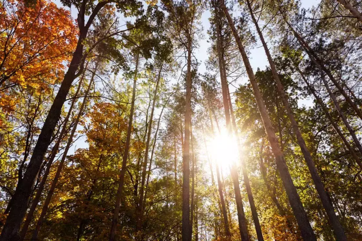 38 млн деревьев появится в СКО в этом году