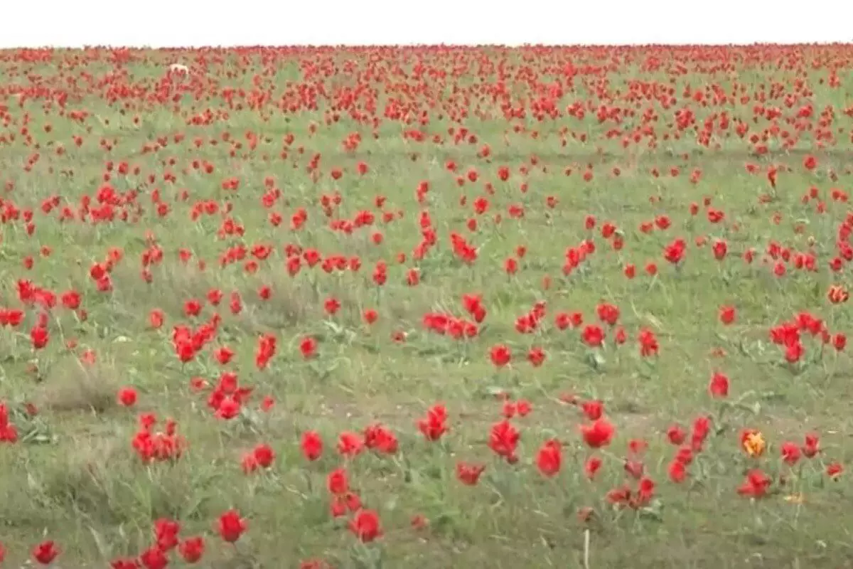 В местах цветения тюльпанов Грейга создадут уникальный геопарк на юге Казахстана (ВИДЕО)