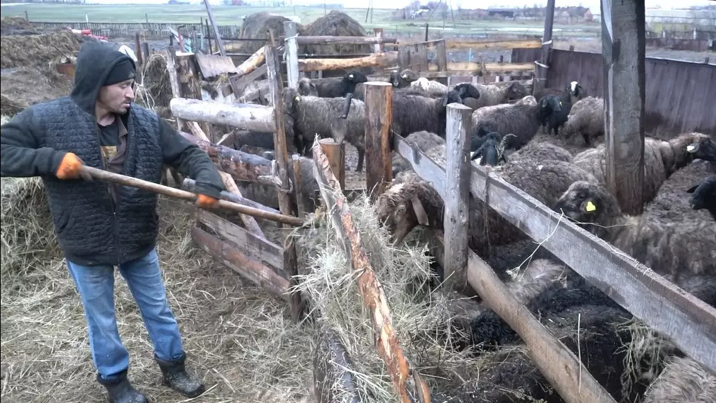 Негде пасти скот: как в Костанайской области борются с нехваткой пастбищных земель