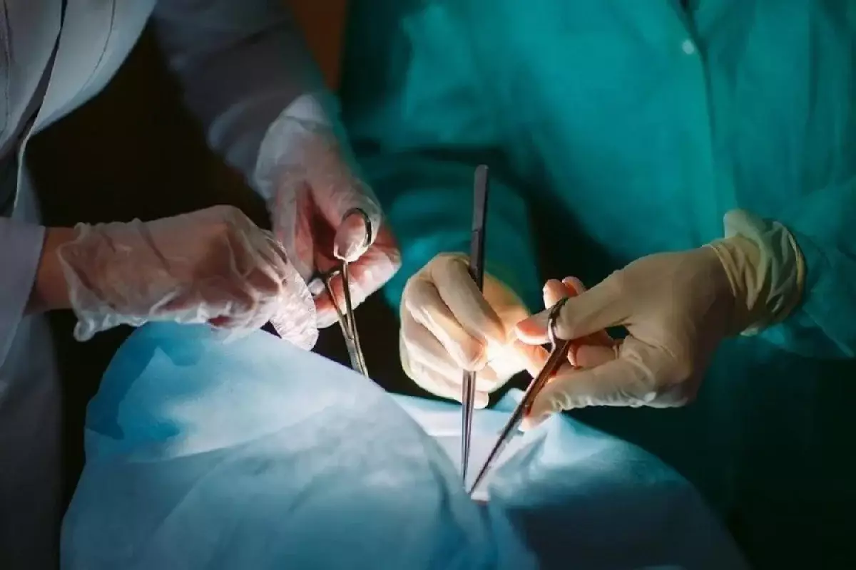 Первая трансплантация свиной почки закончилась смертью в США