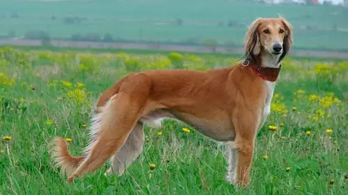 Стандарты казахских пород собак обновили в Казахстане