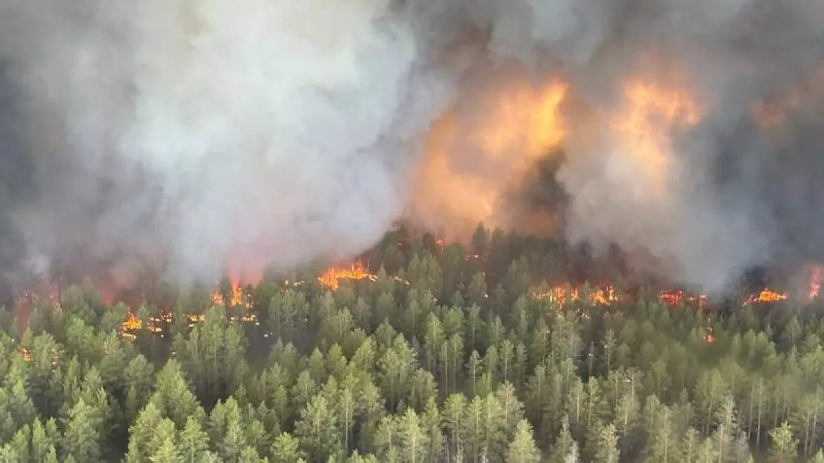 Суд дал по 7 лет фигурантам дела о лесных пожарах в «Семей орманы»