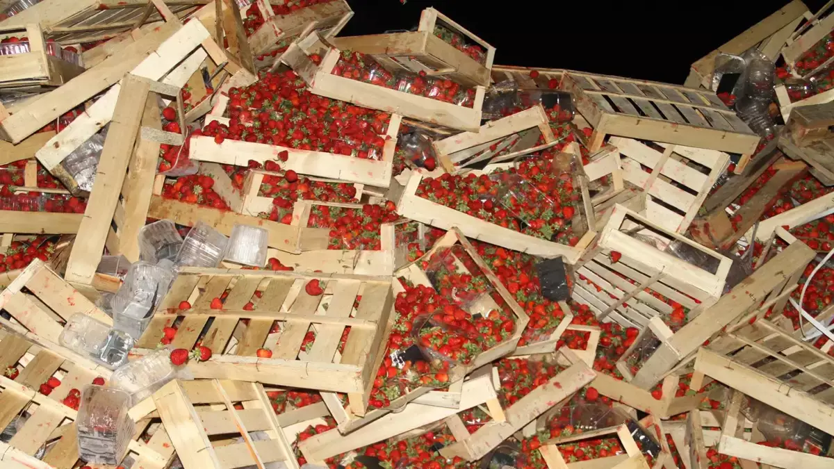 В Шымкенте ящиками выбрасывали клубнику, которую не смогли продать из-за высокой цены
