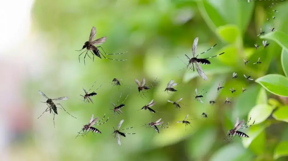 Хватит ли 187 млн тенге, чтобы спасти ЗКО от комаров после паводка