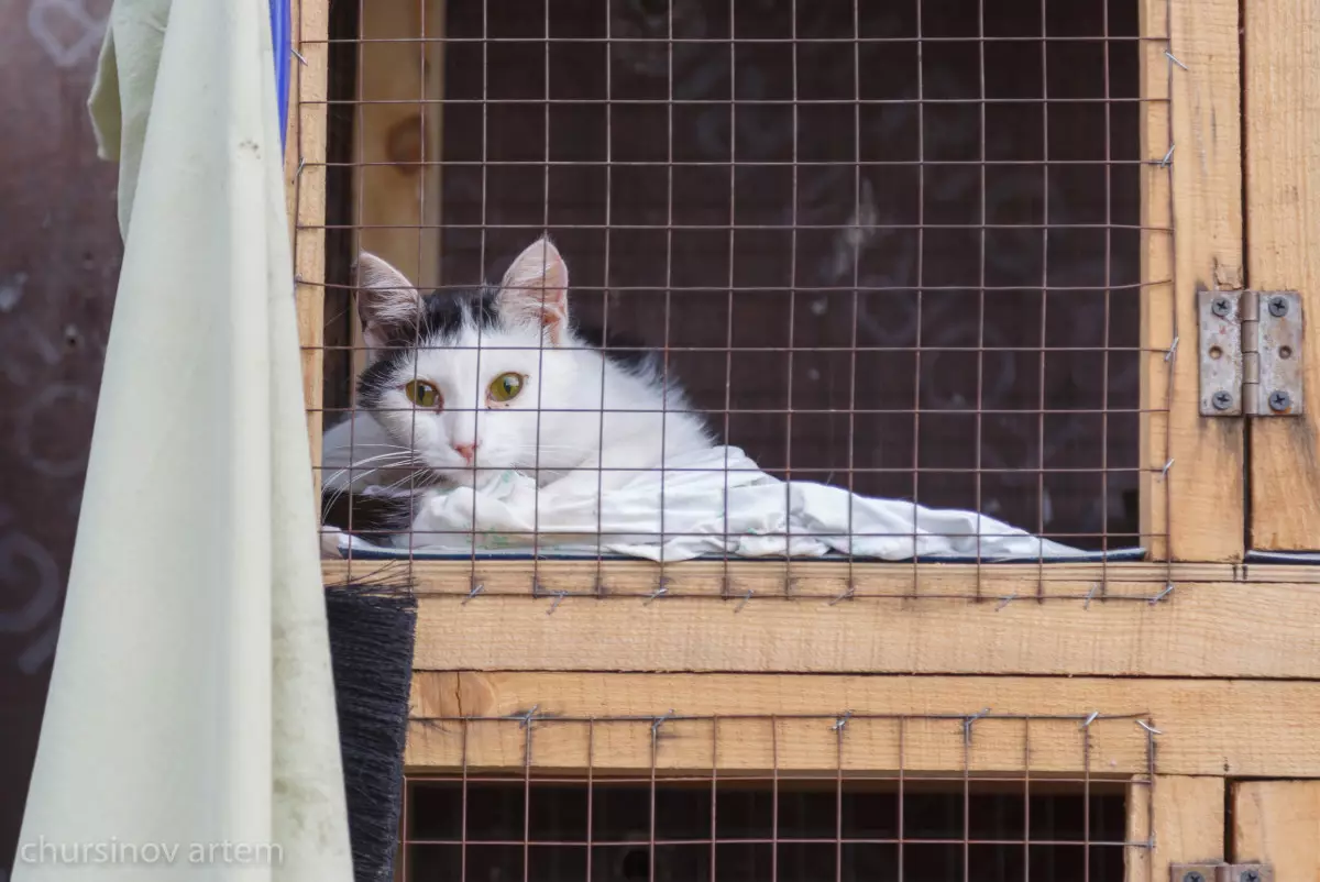 Ветлаборатории незаконно выдавали ветеринарно-санитарные экспертизы в области Жетысу