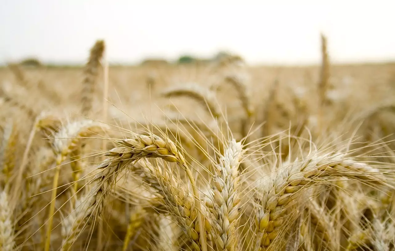 Бектенов заявил о мерах поддержки зерновиков с мукомолами и борьбе со «серыми» схемами