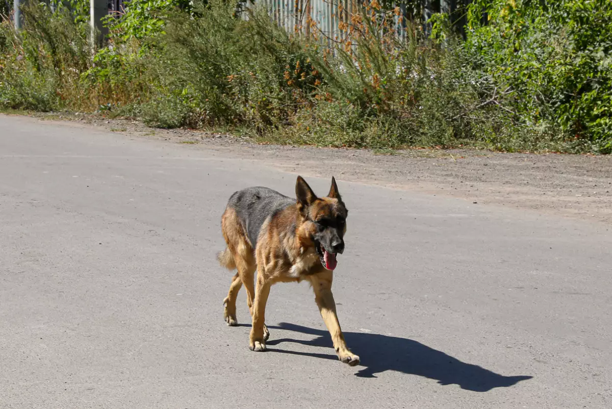 18 тысяч и выговор: какое наказание понёс депутат, задавивший собаку в Акмолинской области