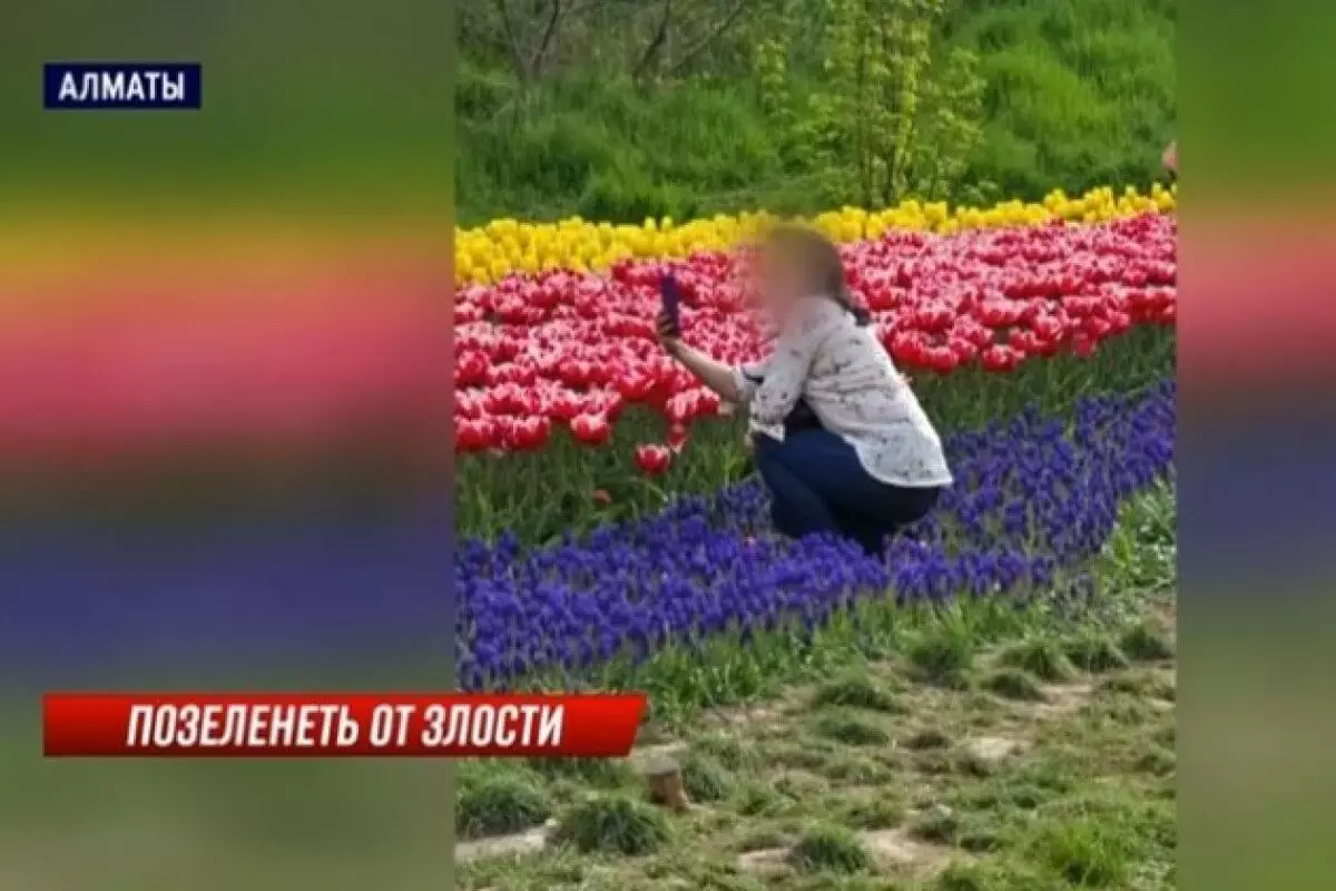 Озеленители Алматы в шоке от вытоптанных цветочных клумб