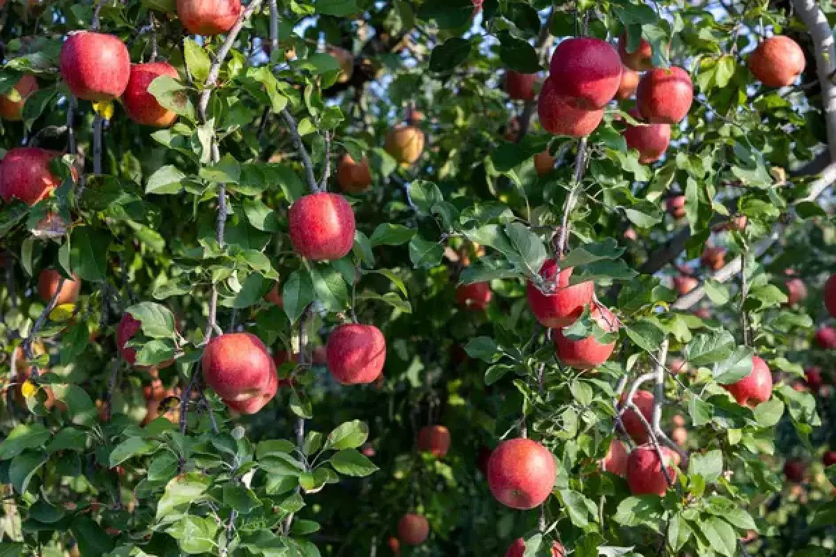 Яблоневый сад за 1,6 млрд тенге появился в Кызылординской области