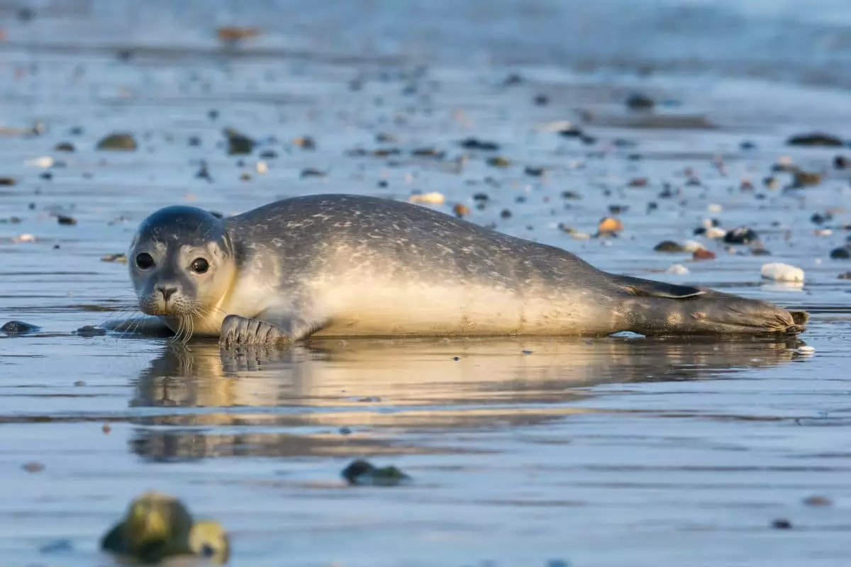 Мог ли каспийский тюлень добраться до Индербора? ВИДЕО