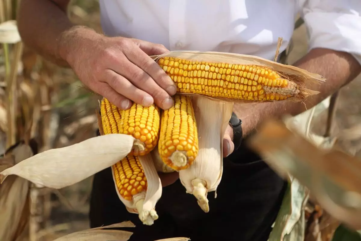 Фермеры Жетысу терпят убытки при выращивании кукурузы – мажилисмен