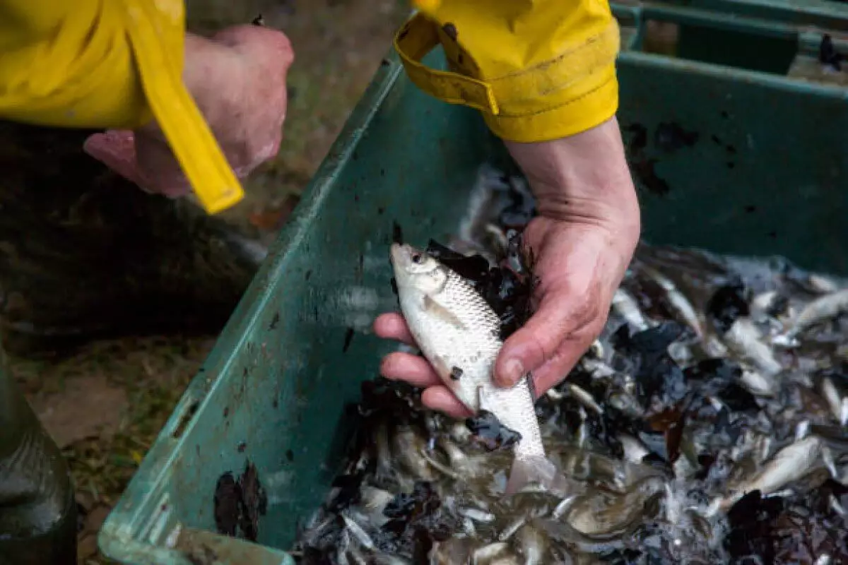 Рыбные хозяйства подверглись необоснованному уголовному преследованию – мажилисмен