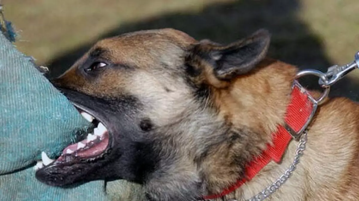 Половой орган откусила собака у жителя Подмосковья