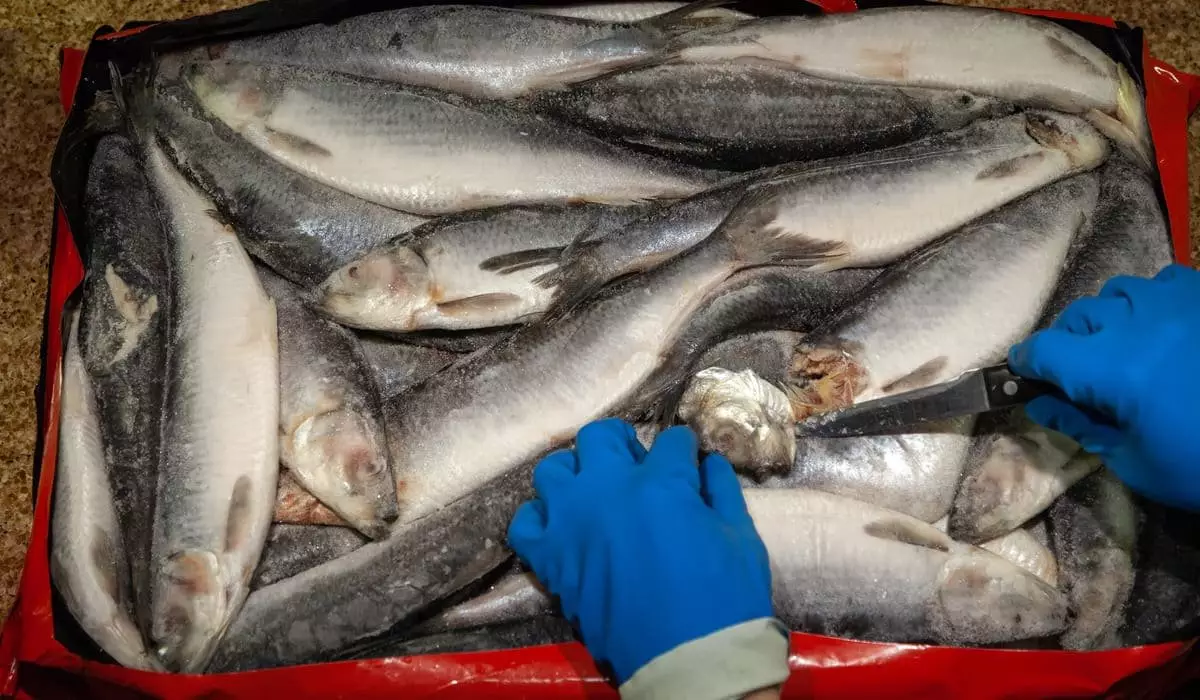 В отношении рыбозаводов возбуждены необоснованные уголовные дела, заявил депутат