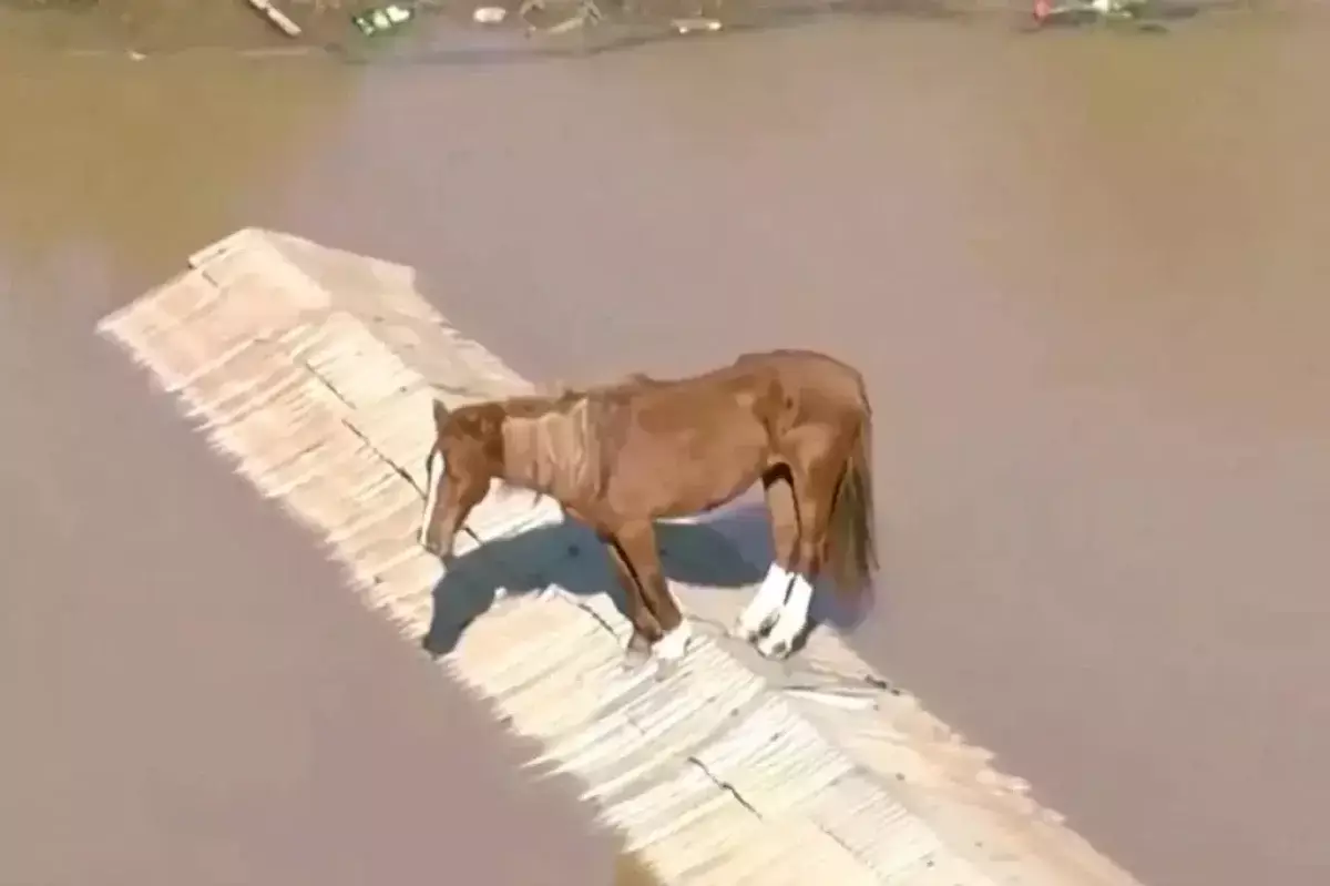 Лошадь забралась на крышу на несколько дней во время наводнения в Бразилии