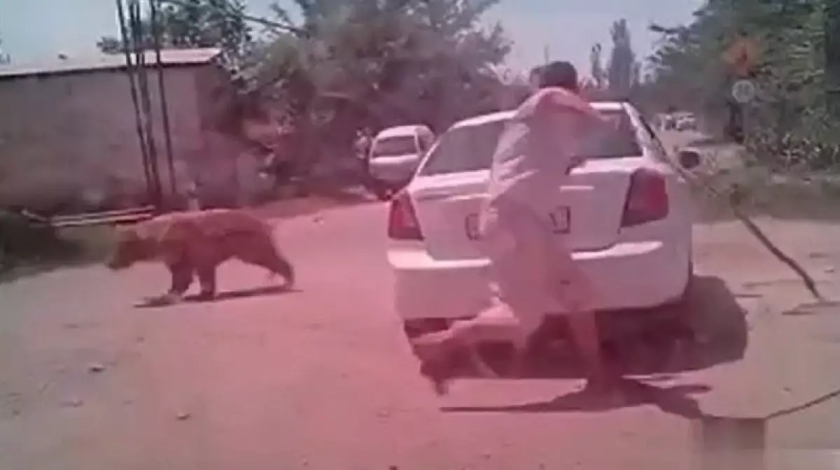 В Узбекистане медведь проник на территорию школы