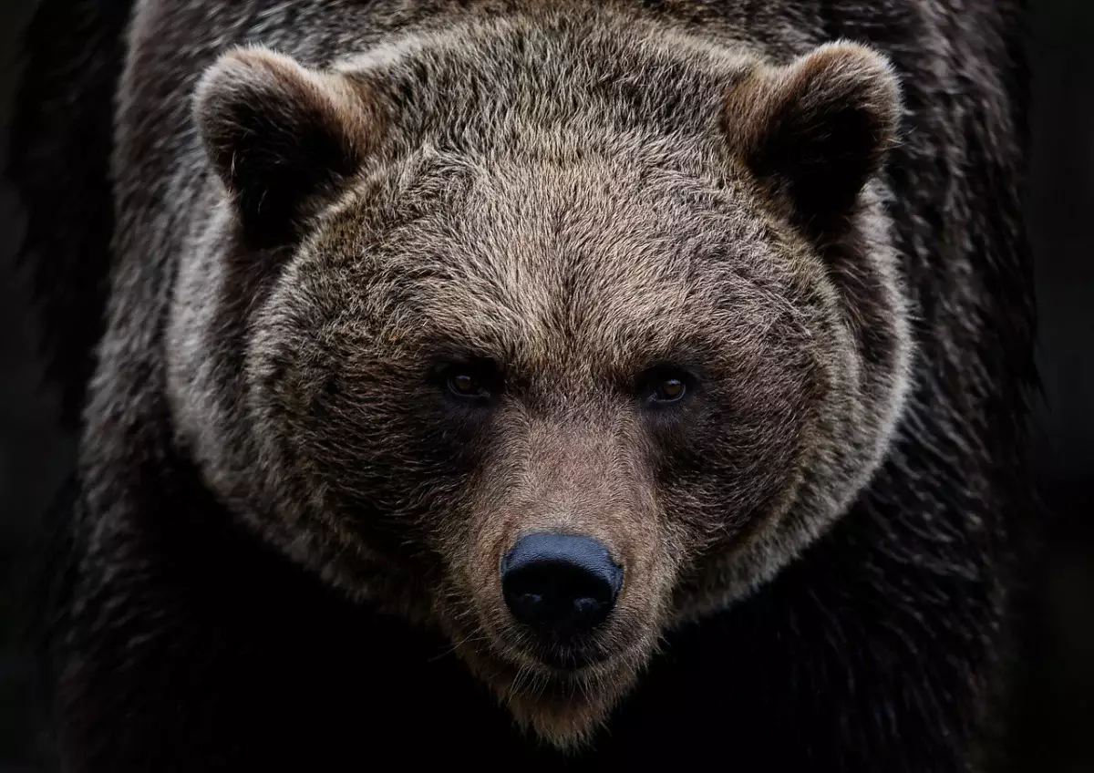 Агрессивный медведь проник на территорию школы в Узбекистане - видео