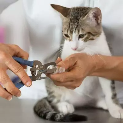 Ветеринары рассказали, как стричь когти кошке