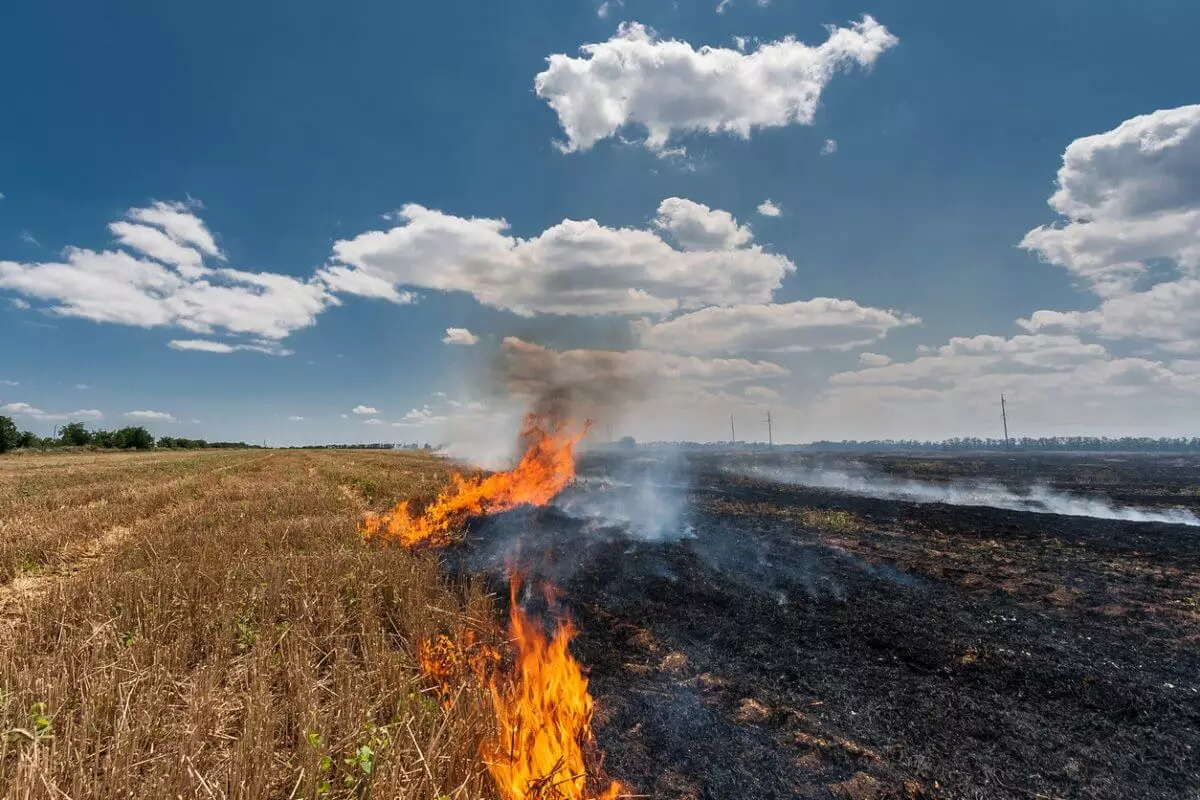 Какому животному может навредить сжигание сухой травы – МЧС