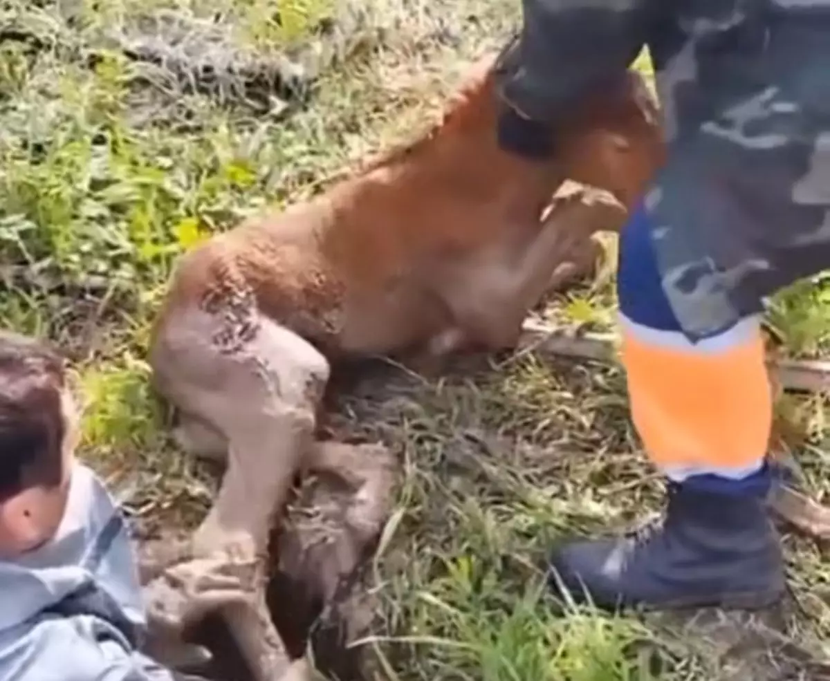Лошадь не отходила ни на шаг: спасение жеребенка показали спасатели в Карагандинской области (ВИДЕО)