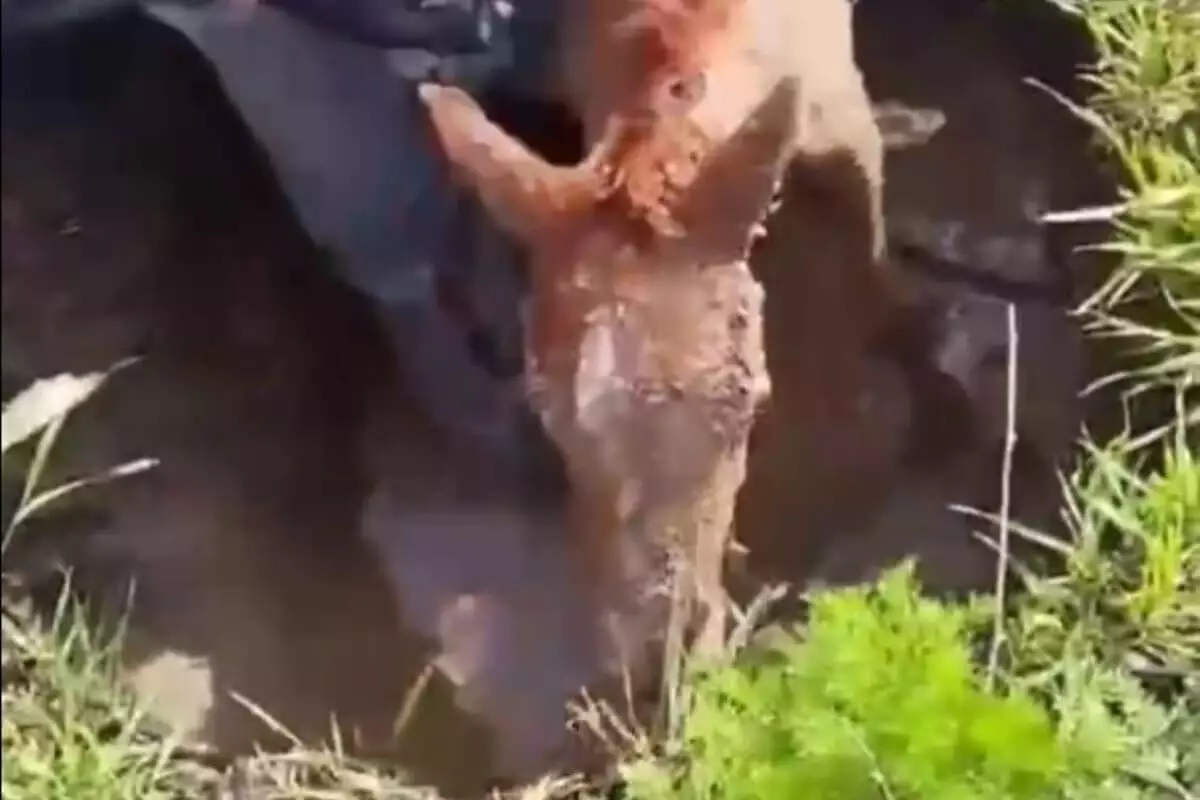 Жеребенка из грязевой ямы вытащили спасатели в Караганде (ВИДЕО)
