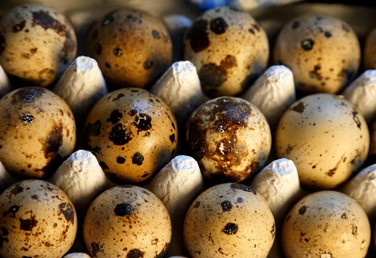 Нелегальную партию перепелиных яиц пытались ввезти из Китая в Казахстан