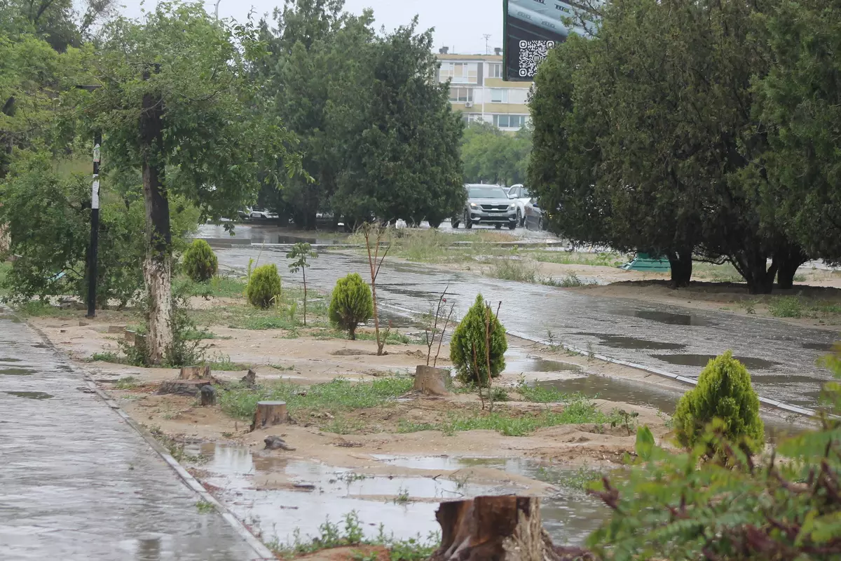 «Акимам чужда зелень»: в Актау вдоль проспекта Нурсултана Назарбаева вырубили деревья