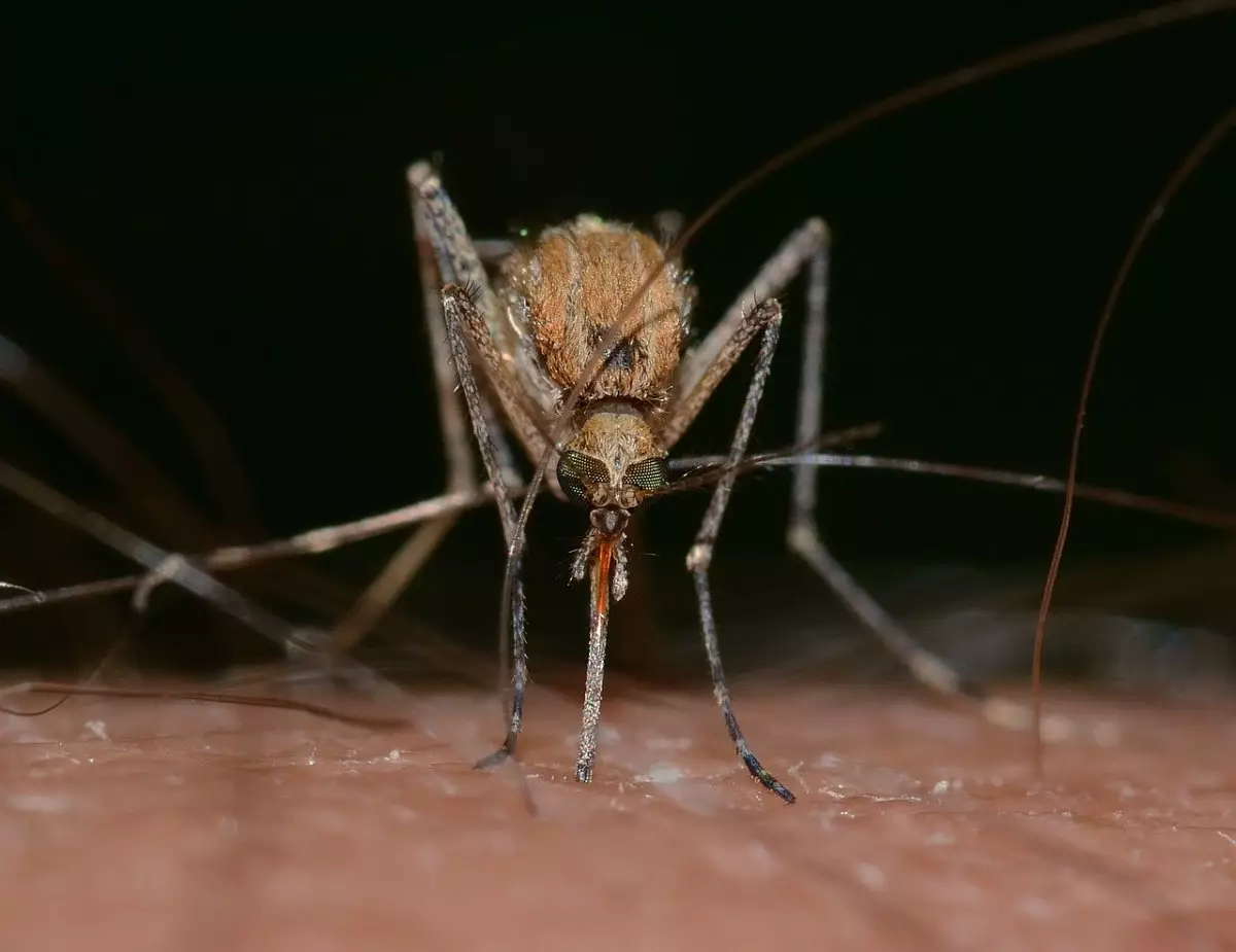 Нашествие комаров наблюдается в Семее