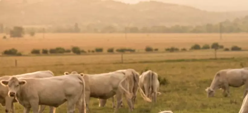 На что могут рассчитывать казахстанские аграрии, потерявшие скот во время паводков